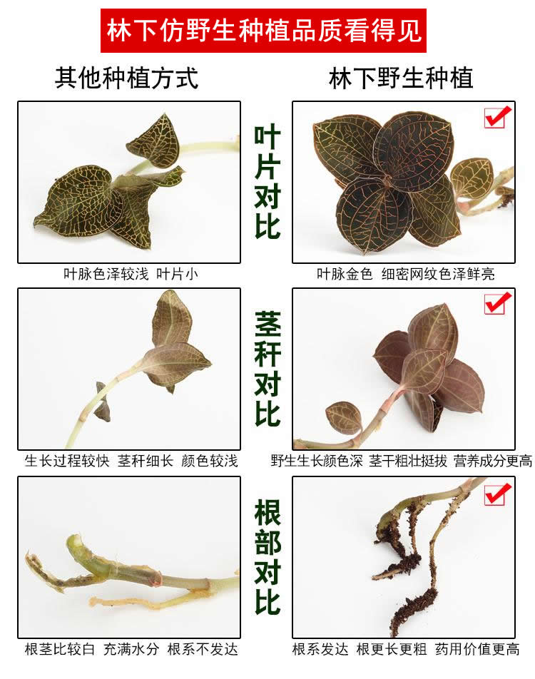 <a href=http://www.it361.cn/ target='_blank'>金線蓮</a>林下種植