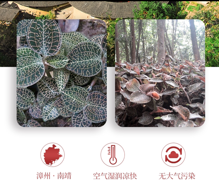 <a href=http://www.it361.cn/ target='_blank'>金線蓮</a>干品 50克10管 禮盒裝